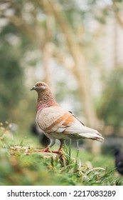 Homing Pigeon On The Grass Enjoying The Sunshine. They Are Also Called Mail Pigeon Or Messenger Pigeon.