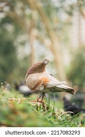 Homing Pigeon On The Grass Enjoying The Sunshine. They Are Also Called Mail Pigeon Or Messenger Pigeon.