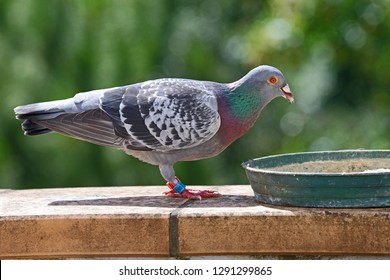 Pigeon in latin Pigeon in latin