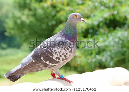 homing pigeon, racing pigeon or domestic messenger pigeon Latin columba livia domestica closeup taking a break from its long flight on a typical pantiled roof in spring in Italy tagged feet visible