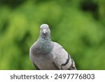 Homing pigeons, also known as postal pigeons or messenger pigeons, are pigeons in Thailand.