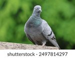 Homing pigeons, also known as postal pigeons or messenger pigeons, are pigeons in Thailand.