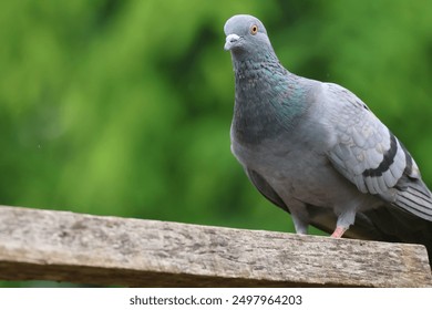 Homing pigeons, also known as postal pigeons or messenger pigeons, are pigeons in Thailand.