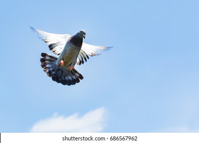 Homing Speed Racing Pigeon Landing To Ground