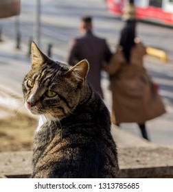 Homless Cat In Istanbul