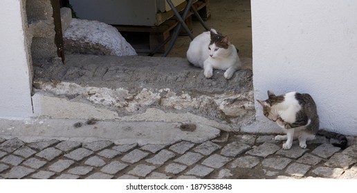 Homless Cats In The Street