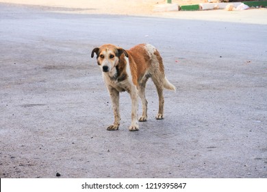 Homless Dog On The Street