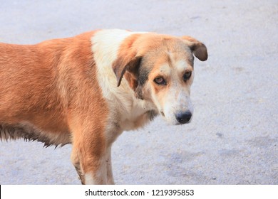 Homless Dog On The Street