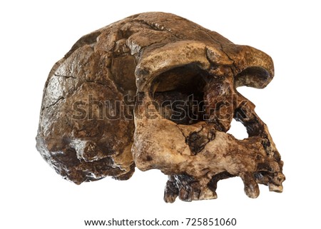 Homo erectus skull ( Oblique view ) . Discovered in 1969 in Sangiran , Java , Indonesia . Dated to 1 million years ago .