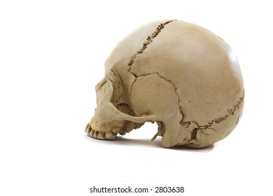 Homo sapience cranium isolated on white background