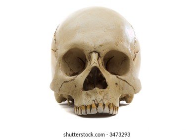 Homo sapience cranium isolated on white background