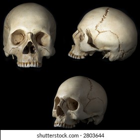Homo sapience craniums isolated on black background