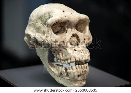 homoerectus dmanisi skull 5 paleontology
