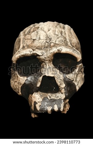 Homoerectus skull - Naturmuseum Freiburg archaeology paleontology