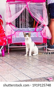 Honda, Tolima, Colombia.
12-15-2020
Street Cat In Front Of A Dollhouse Bed