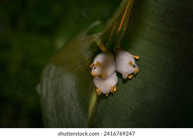 Honduran white bat, Ectophylla alba, cute white fur coat bats hidden in the green leaves, Braulio Carrillo NP in Costa Rica. Mammals in the forest, topid junge.                              