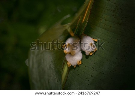 Honduran white bat, Ectophylla alba, cute white fur coat bats hidden in the green leaves, Braulio Carrillo NP in Costa Rica. Mammals in the forest, topid junge.                              