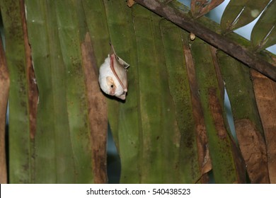  Honduran White Bat Hanging In A Palm Branch