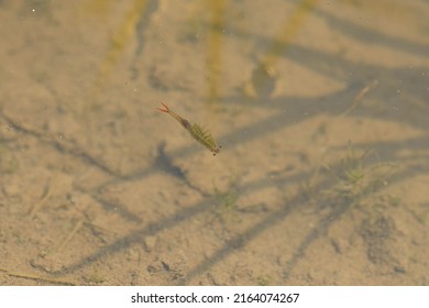 Honen Shrimp Swimming Around In Paddy Fields