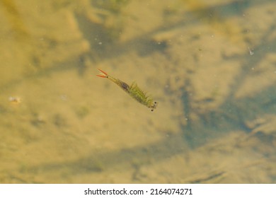 Honen Shrimp Swimming Around In Paddy Fields