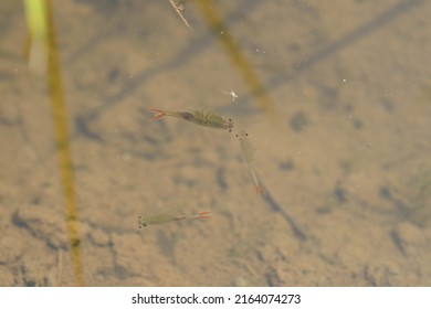 Honen Shrimp Swimming Around In Paddy Fields