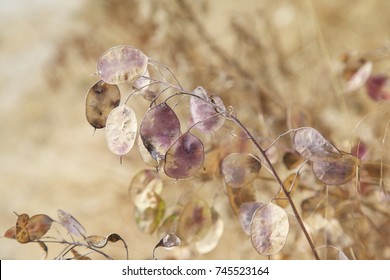 Honesty Disc-shaped Seed Pods