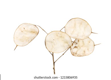 Honesty Seed Pods Isolated Against White