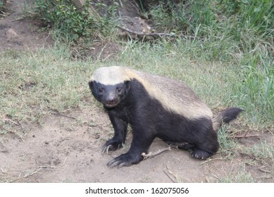 Honey badger