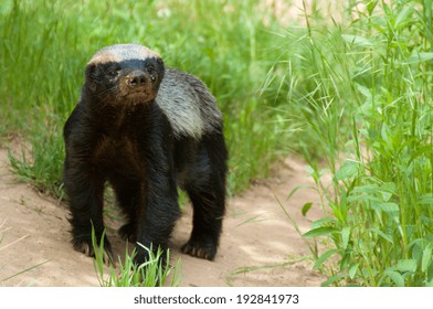 Honey Badger