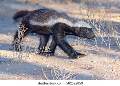 Honey Badger