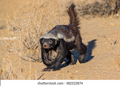 Honey Badger