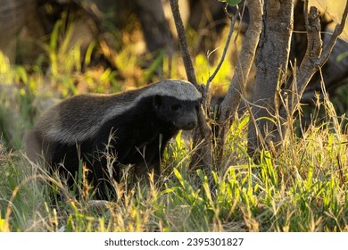 Honey Badger in African national parks (Botswana, Zambia, Namibia, Zimbabwe, South Africa)