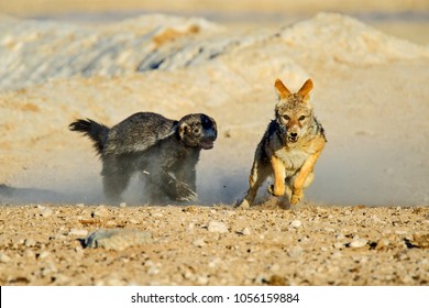 Honey Badger Chasing A Black Backed Jackal In Etosha National Park, Namibia