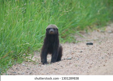 Honey Badger crossing a dirt road in Kruger