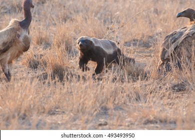 honey badger kruger national park south africa