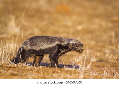 Honey badger in Kruger national park, South Africa ; Specie Mellivora capensis family of Mustelidae