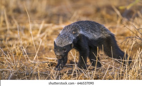 Honey badger in Kruger national park, South Africa ; Specie Mellivora capensis family of Mustelidae