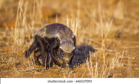 Honey badger in Kruger national park, South Africa ; Specie Mellivora capensis family of Mustelidae