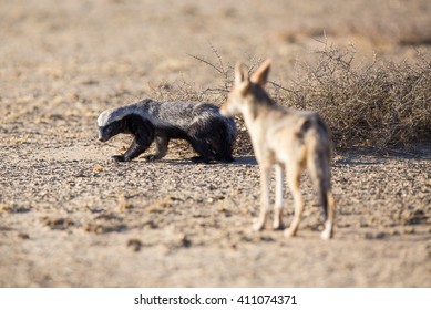 A Honey Badger looking back at a Black-backed Jackal that is following him. The jackal might be a threat as it could steal the badger's food.