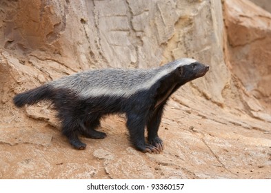 A Honey Badger (Mellivora Capensis)