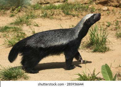 Honey badger (Mellivora capensis), also known as the ratel. Wildlife animal.