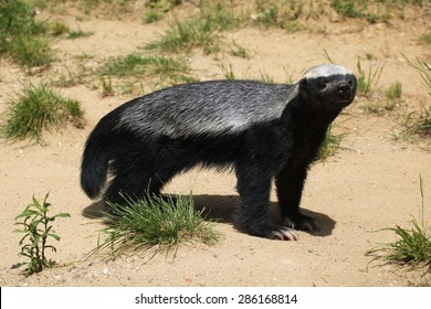 Honey badger (Mellivora capensis), also known as the ratel. Wildlife animal.