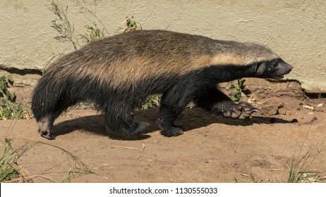 Honey Badger On The Move In A Captive Pen In South Africa.