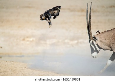 A Honey Badger And An Oryx Fight At A Waterhole In Etosha National Park, Namibia, Where The Honey Badger Gets Tossed Around Like A Rag Doll.