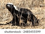 a honey badger, rare animals wildlife mammals isolated mammals silhouette animals and wildlife 
