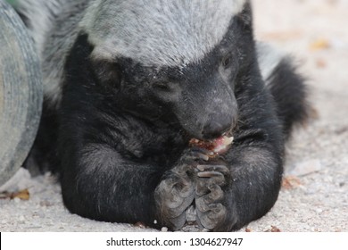 Honey Badger When Eating Photographed From Shortest Distance The Badger Was Very Relaxed And Busy