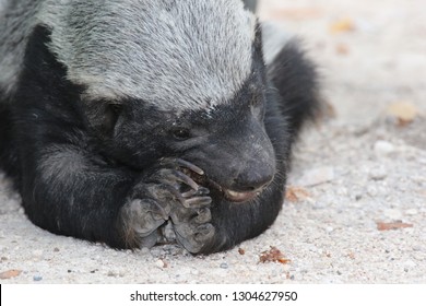 Honey Badger When Eating Photographed From Shortest Distance The Badger Was Very Relaxed And Busy