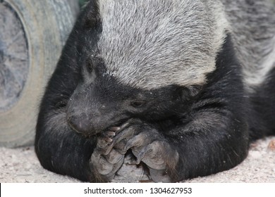 Honey Badger When Eating Photographed From Shortest Distance The Badger Was Very Relaxed And Busy