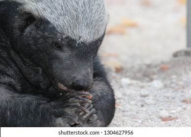 Honey Badger When Eating Photographed From Shortest Distance The Badger Was Very Relaxed And Busy