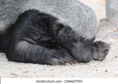 Honey Badger When Eating Photographed From Shortest Distance The Badger Was Very Relaxed And Busy